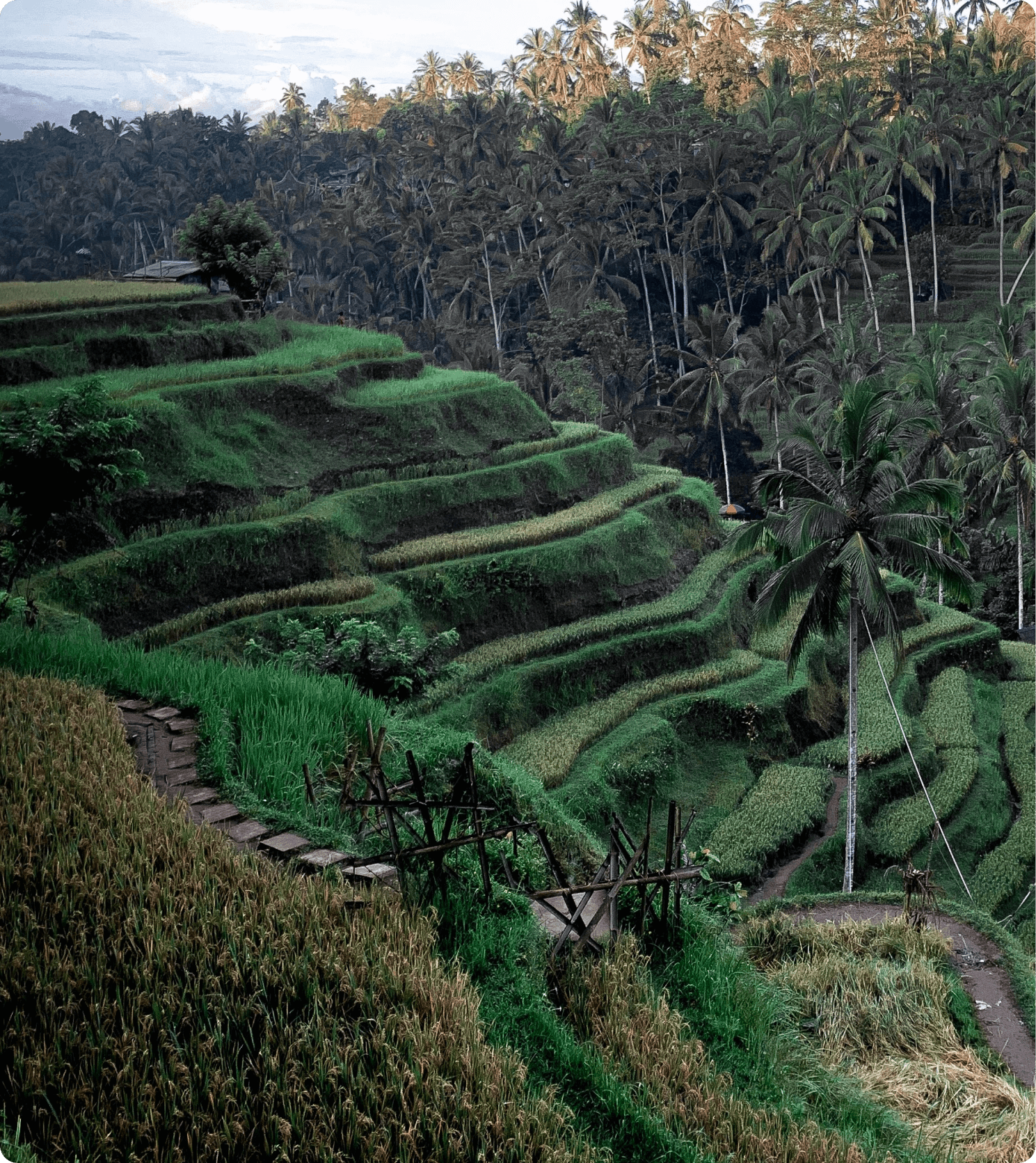indotani - agriculture and food systems