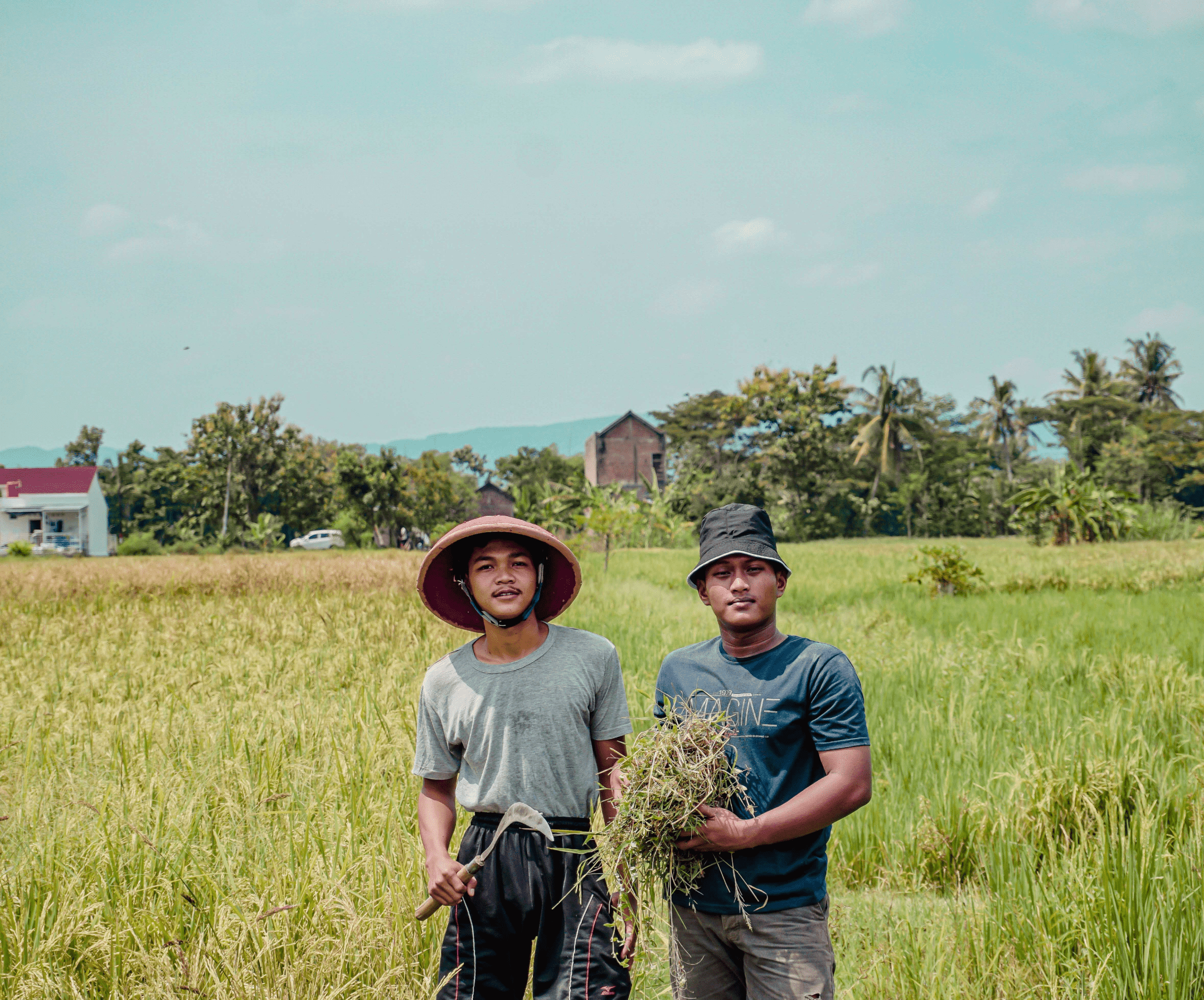 Indotani - Indonesian farmer