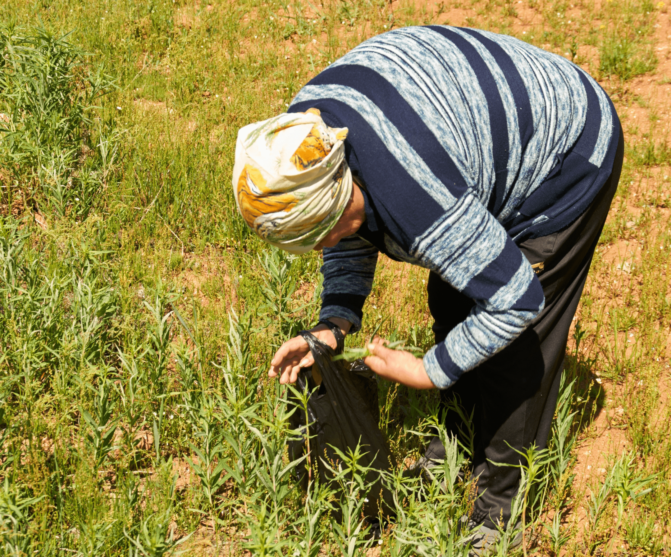 Indotani - Indonesian farmer
